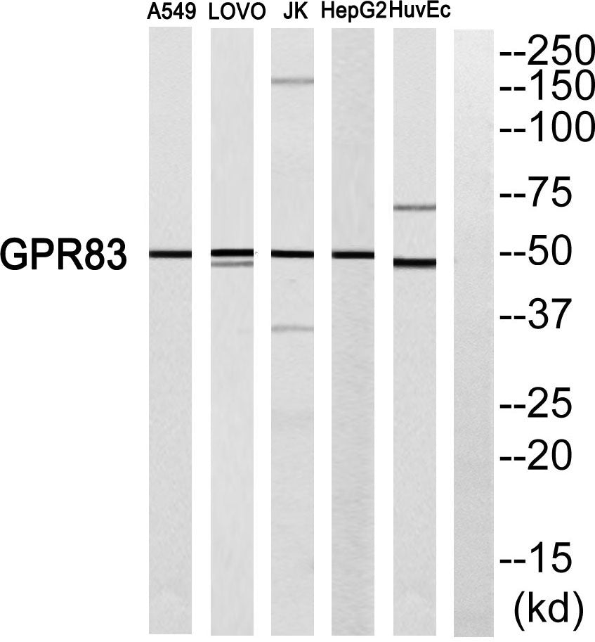 GPR83 Rabbit Polyclonal Antibody