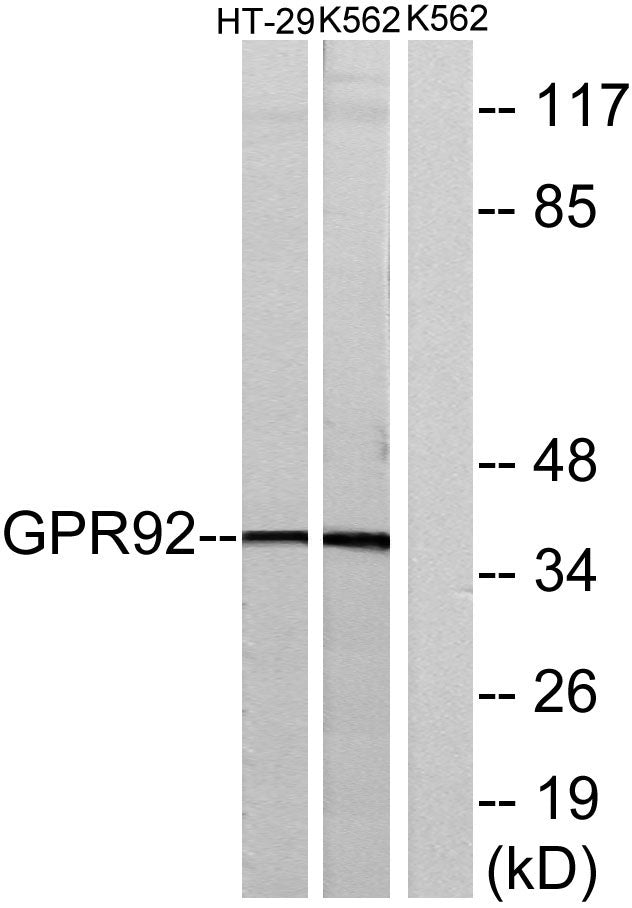 GPR92 Rabbit Polyclonal Antibody