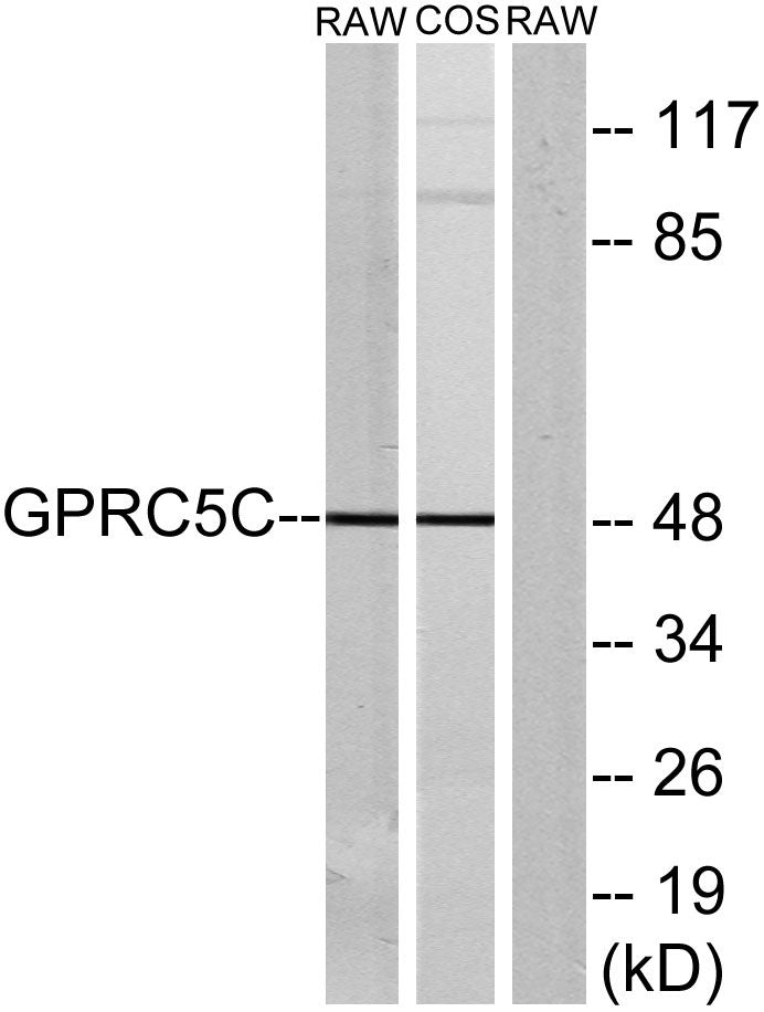 GPRC5C Rabbit Polyclonal Antibody