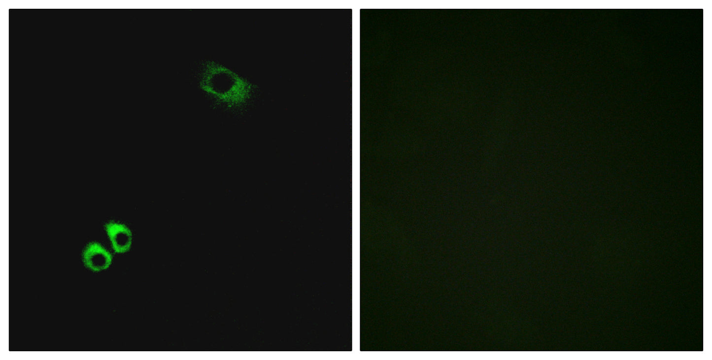 GPRC6A Rabbit Polyclonal Antibody