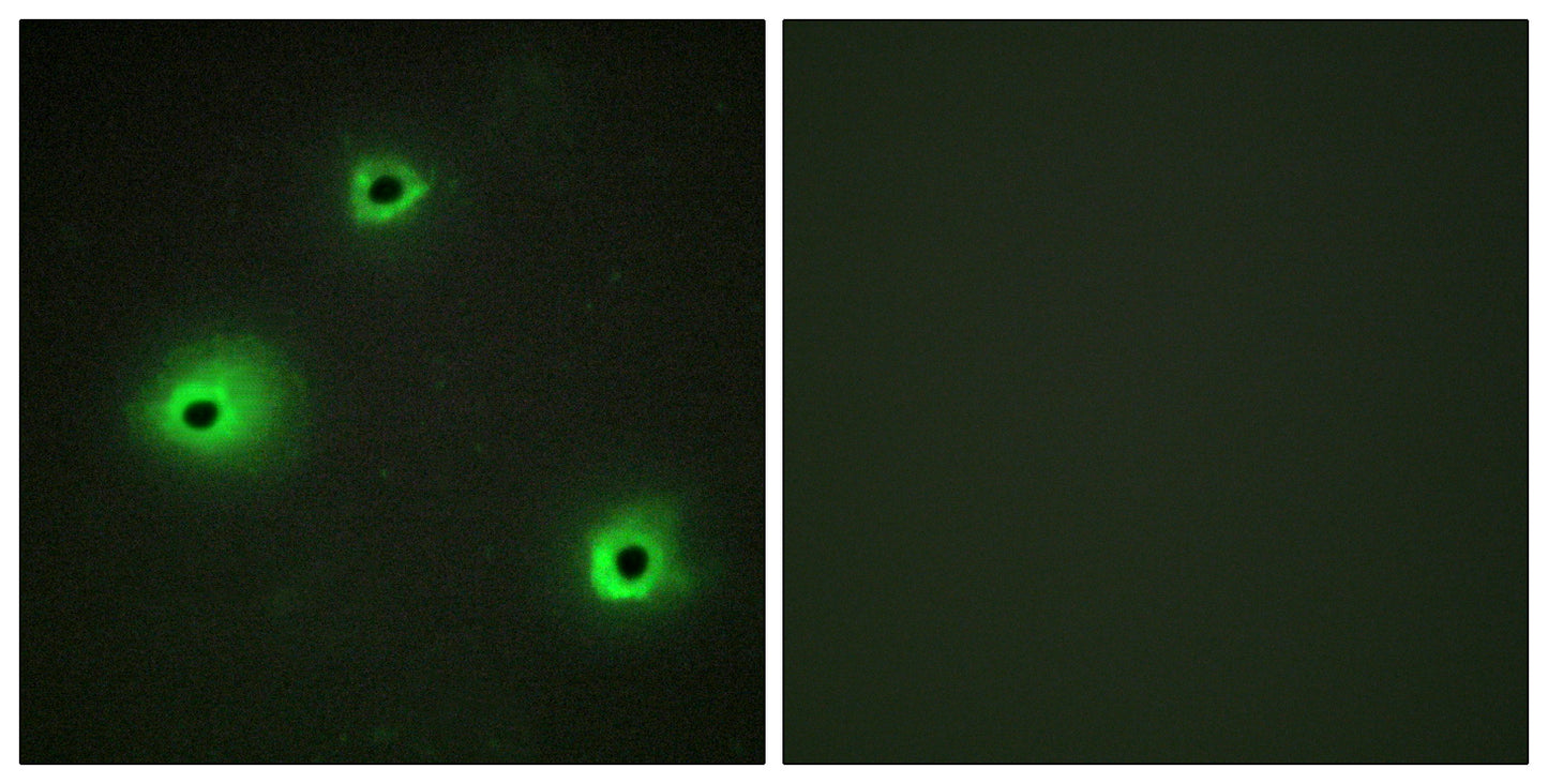 Granzyme H Rabbit Polyclonal Antibody