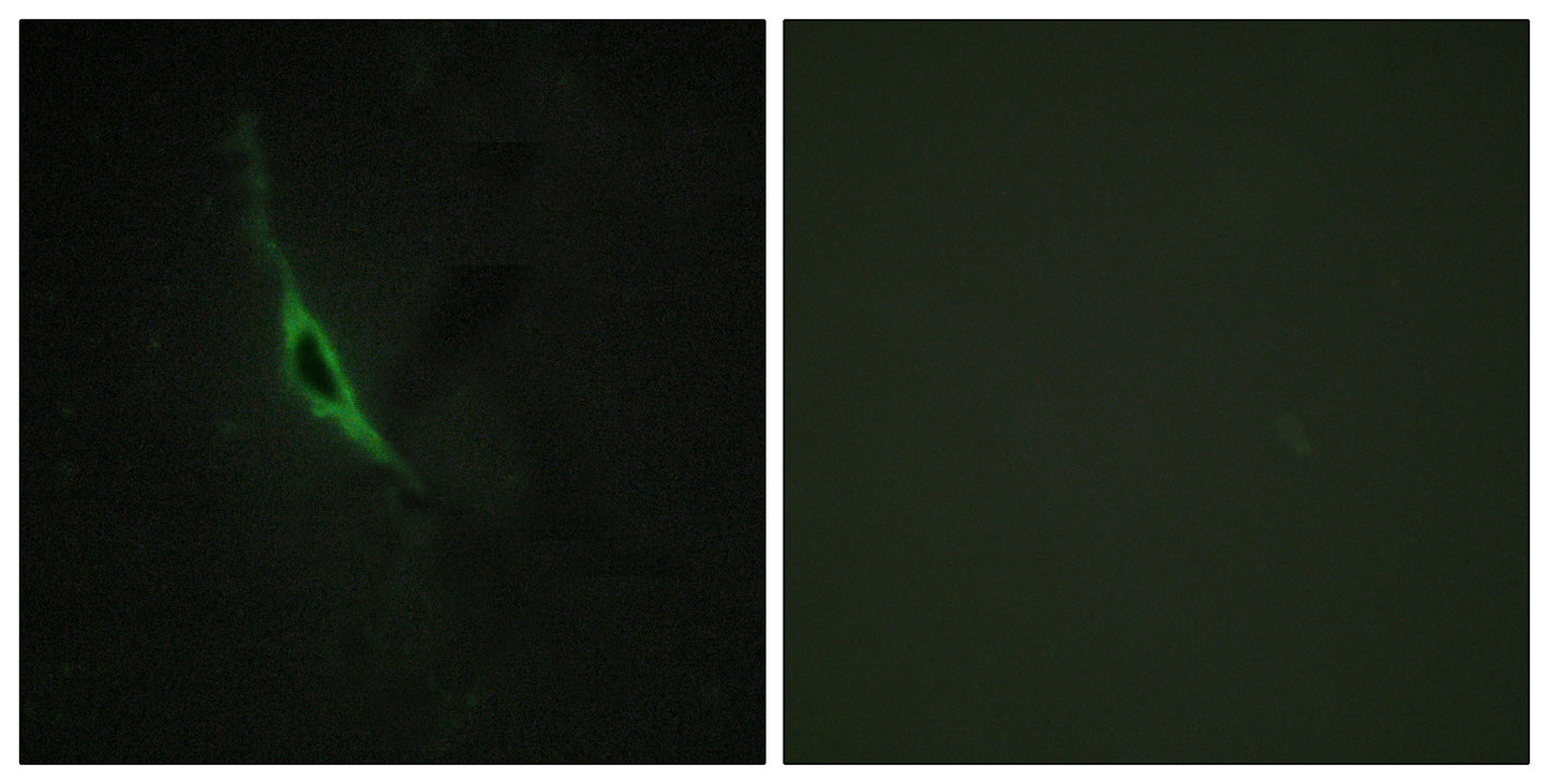 Granzyme K Rabbit Polyclonal Antibody