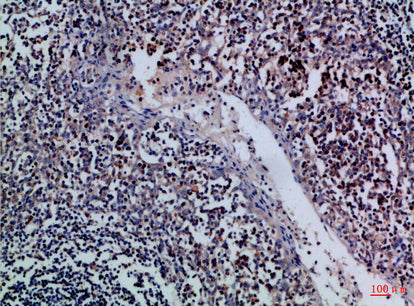 Granzyme M Rabbit Polyclonal Antibody