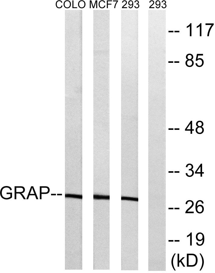 Grap Rabbit Polyclonal Antibody