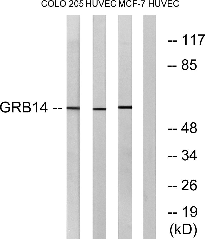 GRB14 Rabbit Polyclonal Antibody