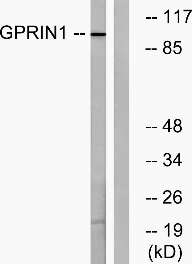 GRIN1 Rabbit Polyclonal Antibody
