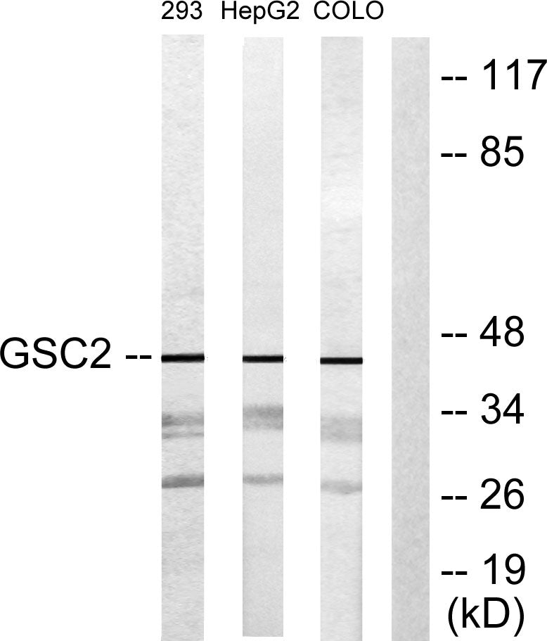 GSC2 Rabbit Polyclonal Antibody