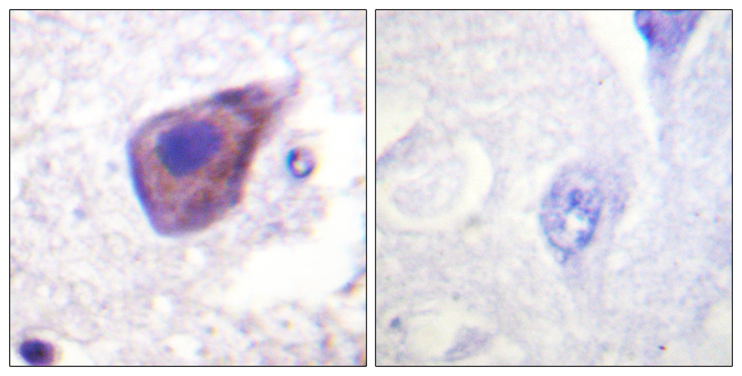 Gz-α Rabbit Polyclonal Antibody