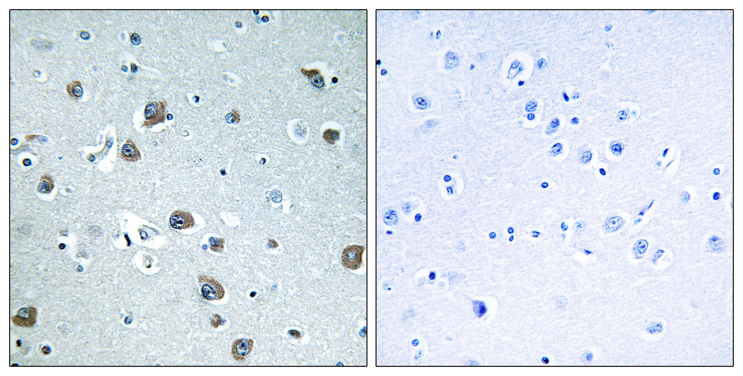 Gα olf Rabbit Polyclonal Antibody