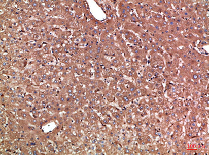 Haptoglobin Rabbit Polyclonal Antibody