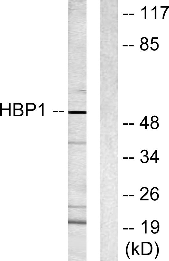 HBP1 Rabbit Polyclonal Antibody