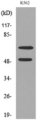 HDC Rabbit Polyclonal Antibody