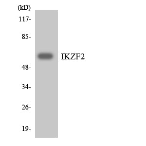 Helios Rabbit Polyclonal Antibody