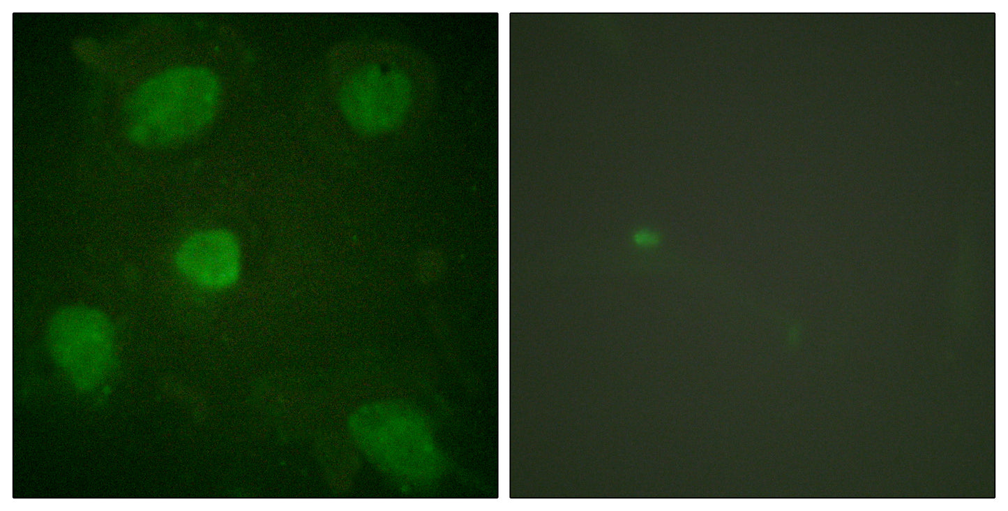Hic-5 Rabbit Polyclonal Antibody