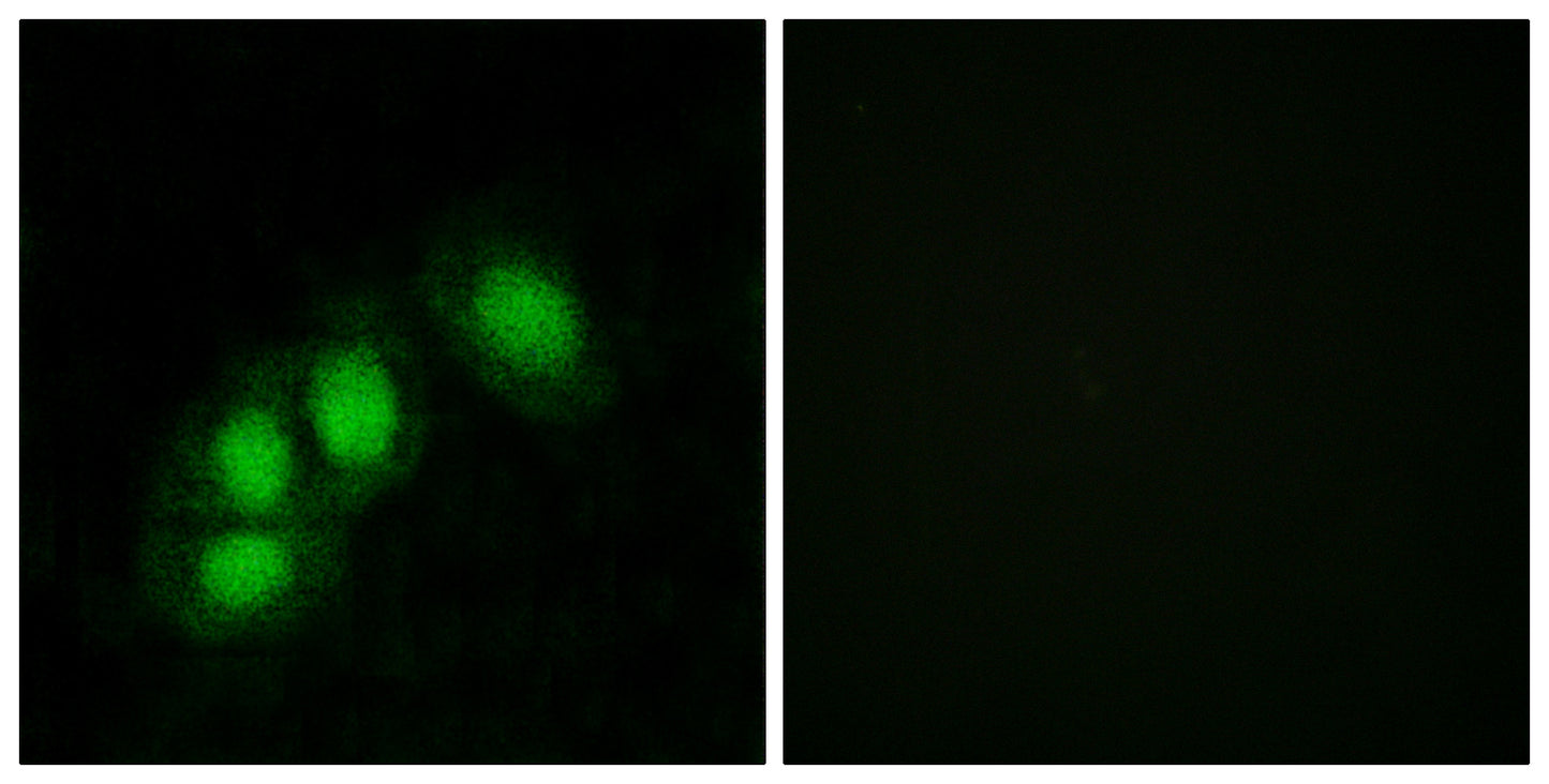 Hint1 Rabbit Polyclonal Antibody