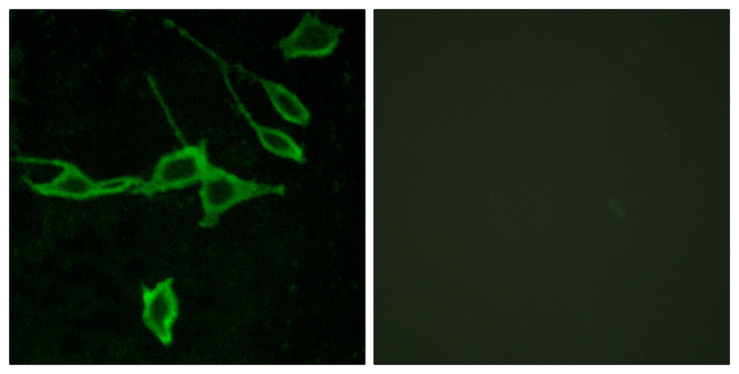 Histamine H1 Receptor Rabbit Polyclonal Antibody