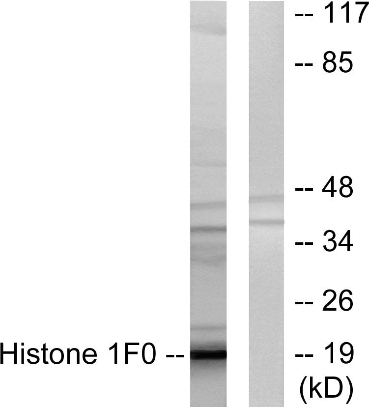 Histone 1.0 Rabbit Polyclonal Antibody