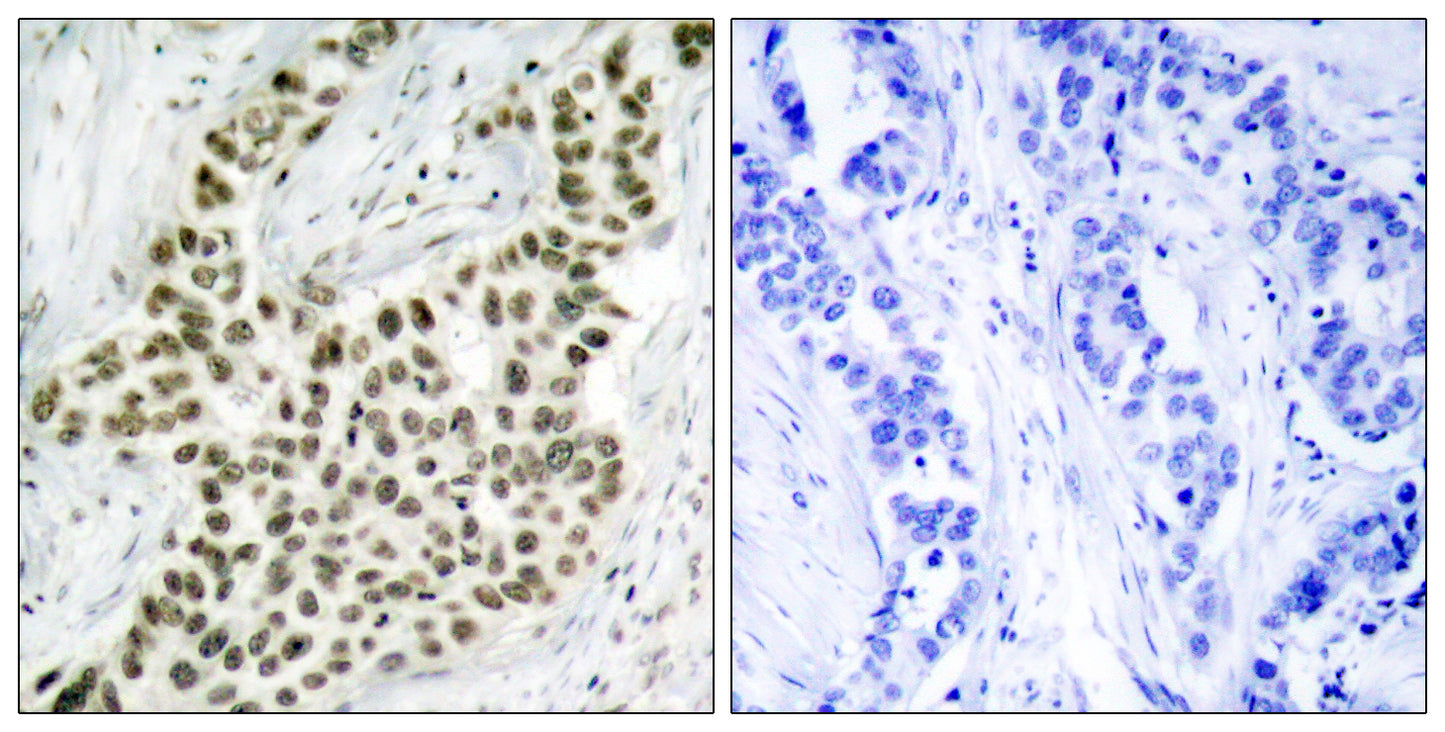 Histone H2A.X Rabbit Polyclonal Antibody