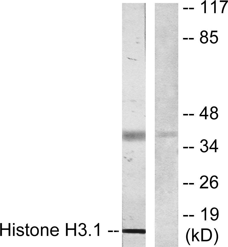 Histone H3 Rabbit Polyclonal Antibody