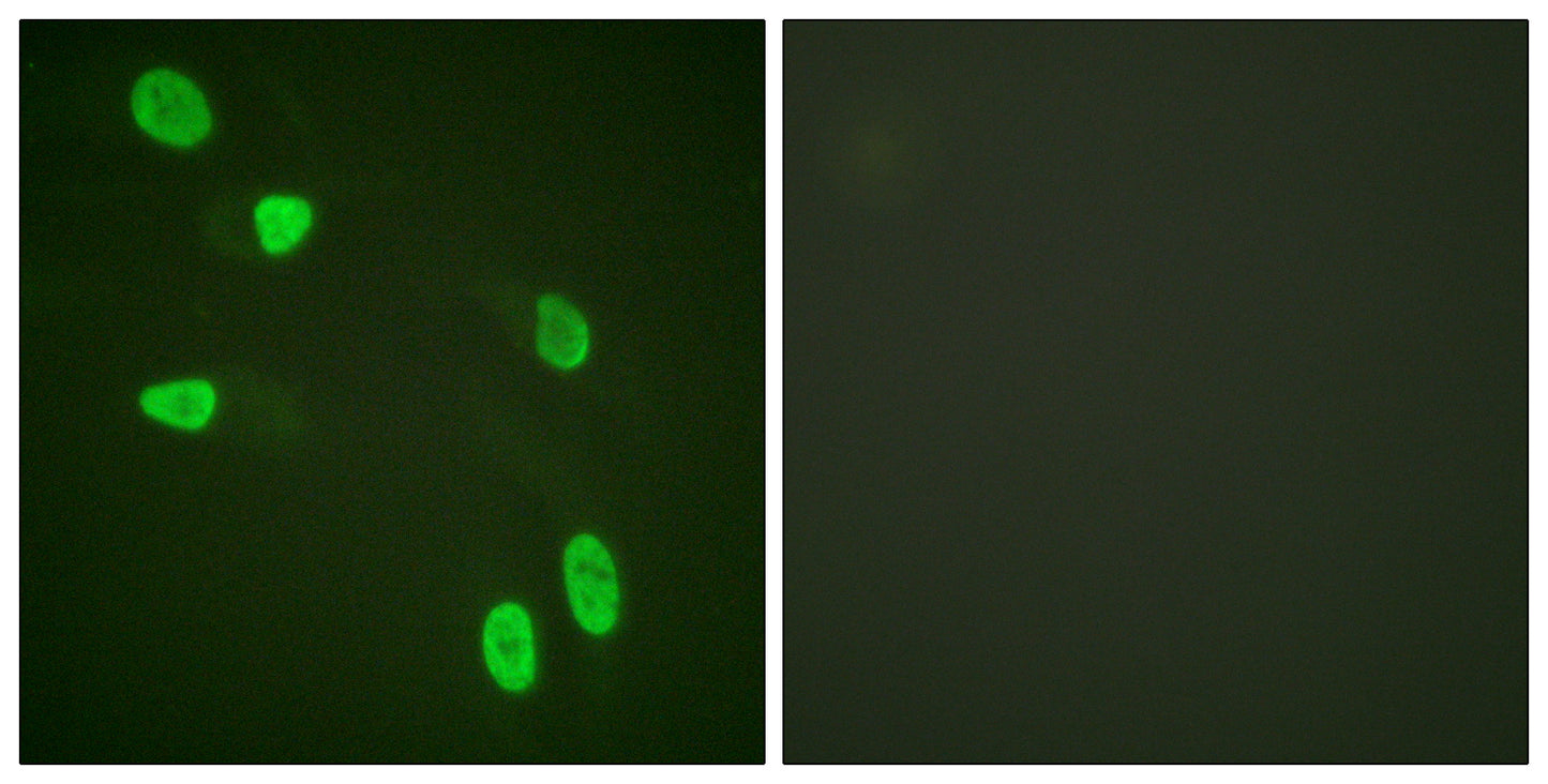 Histone H4 Rabbit Polyclonal Antibody
