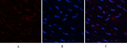 HMG-1 Rabbit Polyclonal Antibody