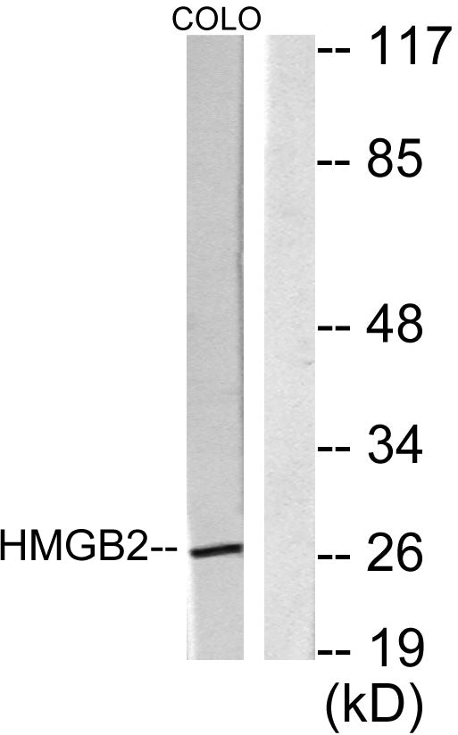 HMG-2 Rabbit Polyclonal Antibody