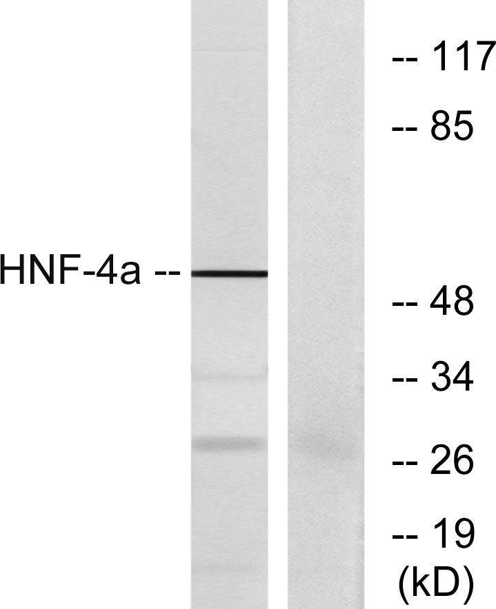 HNF-4α Rabbit Polyclonal Antibody