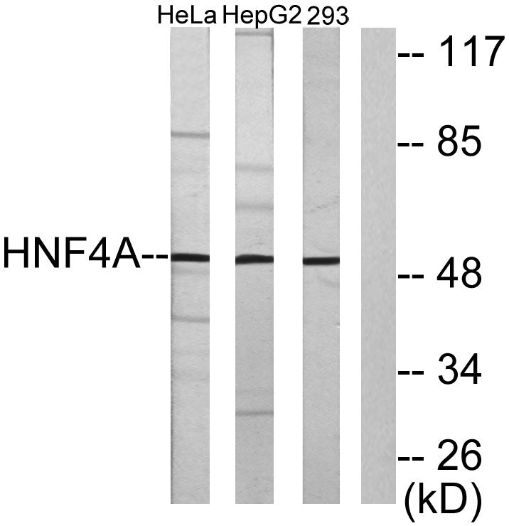 HNF-4α/γ Rabbit Polyclonal Antibody