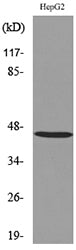 HoxD3 Rabbit Polyclonal Antibody