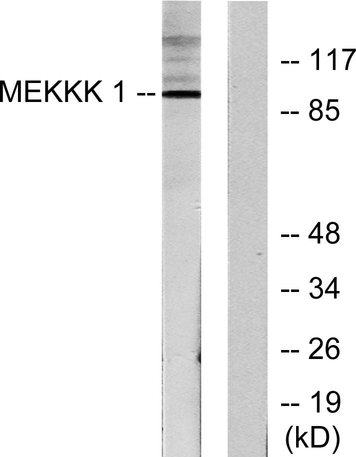 HPK1 Rabbit Polyclonal Antibody