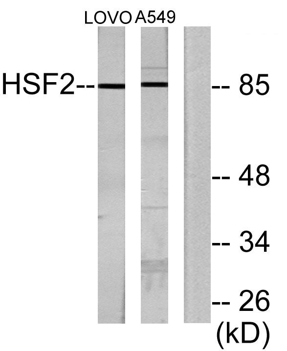 HSF2 Rabbit Polyclonal Antibody