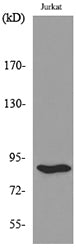 HSP 90 Rabbit Polyclonal Antibody
