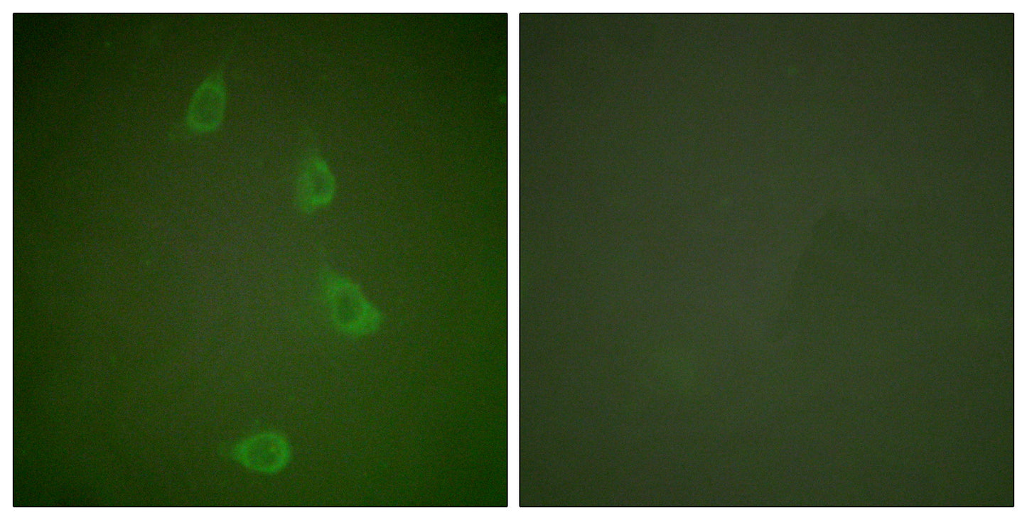 HSP40 Rabbit Polyclonal Antibody