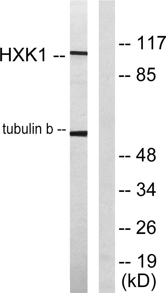 HXK I Rabbit Polyclonal Antibody