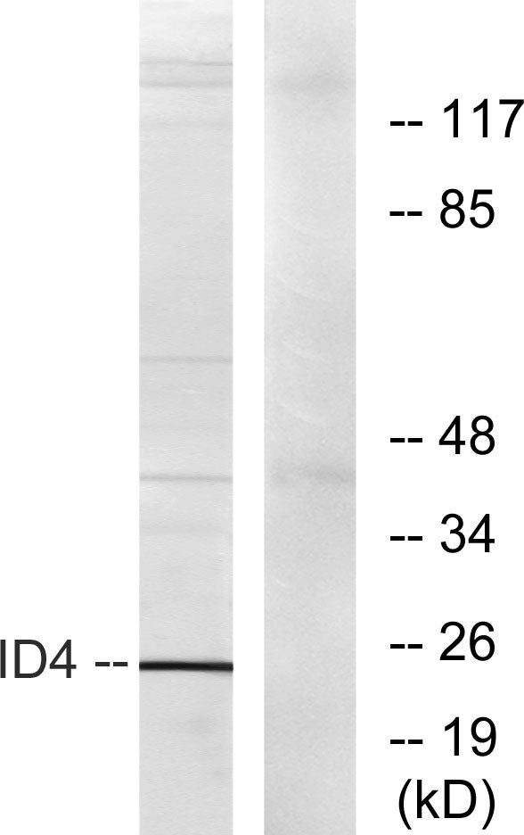 Id4 Rabbit Polyclonal Antibody