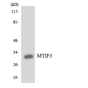IF3 Rabbit Polyclonal Antibody