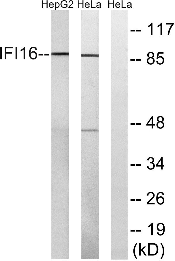 IFI-16 Rabbit Polyclonal Antibody