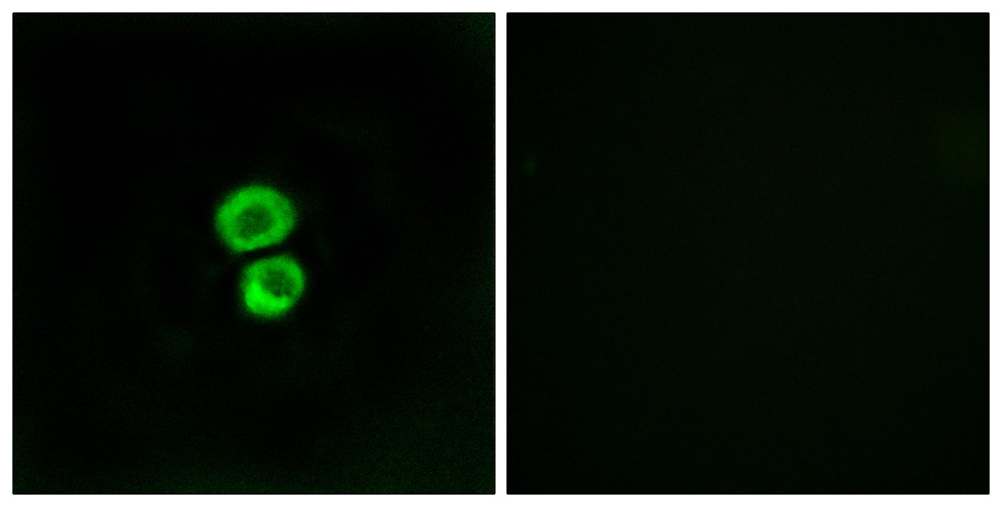 IFITM3 Rabbit Polyclonal Antibody