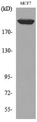 IGF-IIR Rabbit Polyclonal Antibody