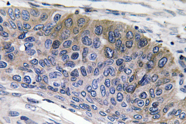 IgG1 Rabbit Polyclonal Antibody