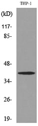 IL-10 Rabbit Polyclonal Antibody