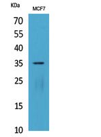 IL-12A p35 Rabbit Polyclonal Antibody