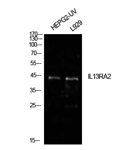 IL-13Rα2 Rabbit Polyclonal Antibody