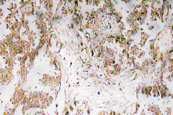 IL-1α Rabbit Polyclonal Antibody