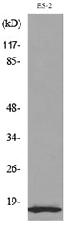 IL-1β Rabbit Polyclonal Antibody