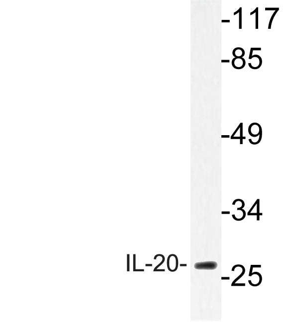 IL-20 Rabbit Polyclonal Antibody