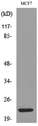 IL-28 Rabbit Polyclonal Antibody