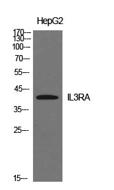 IL-3Rα Rabbit Polyclonal Antibody