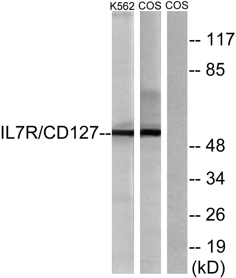 IL-7R Rabbit Polyclonal Antibody