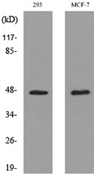 Inhibin β-A Rabbit Polyclonal Antibody